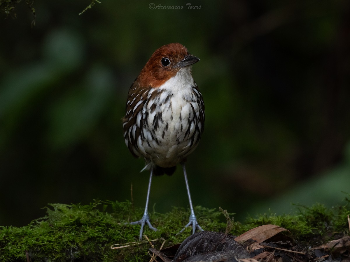 brunhodemaurpitta - ML644686482