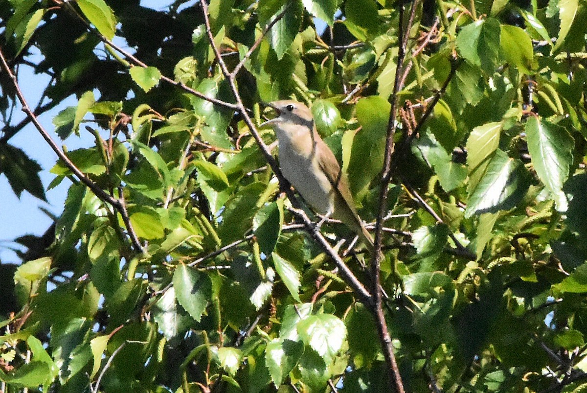 hagesanger - ML644686484