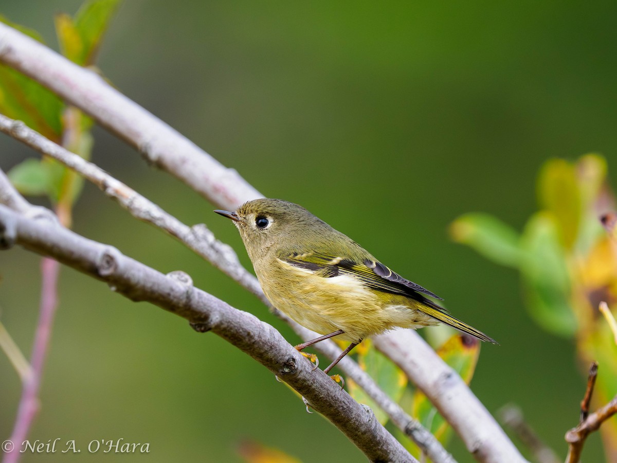 rubinfuglekonge - ML644686485