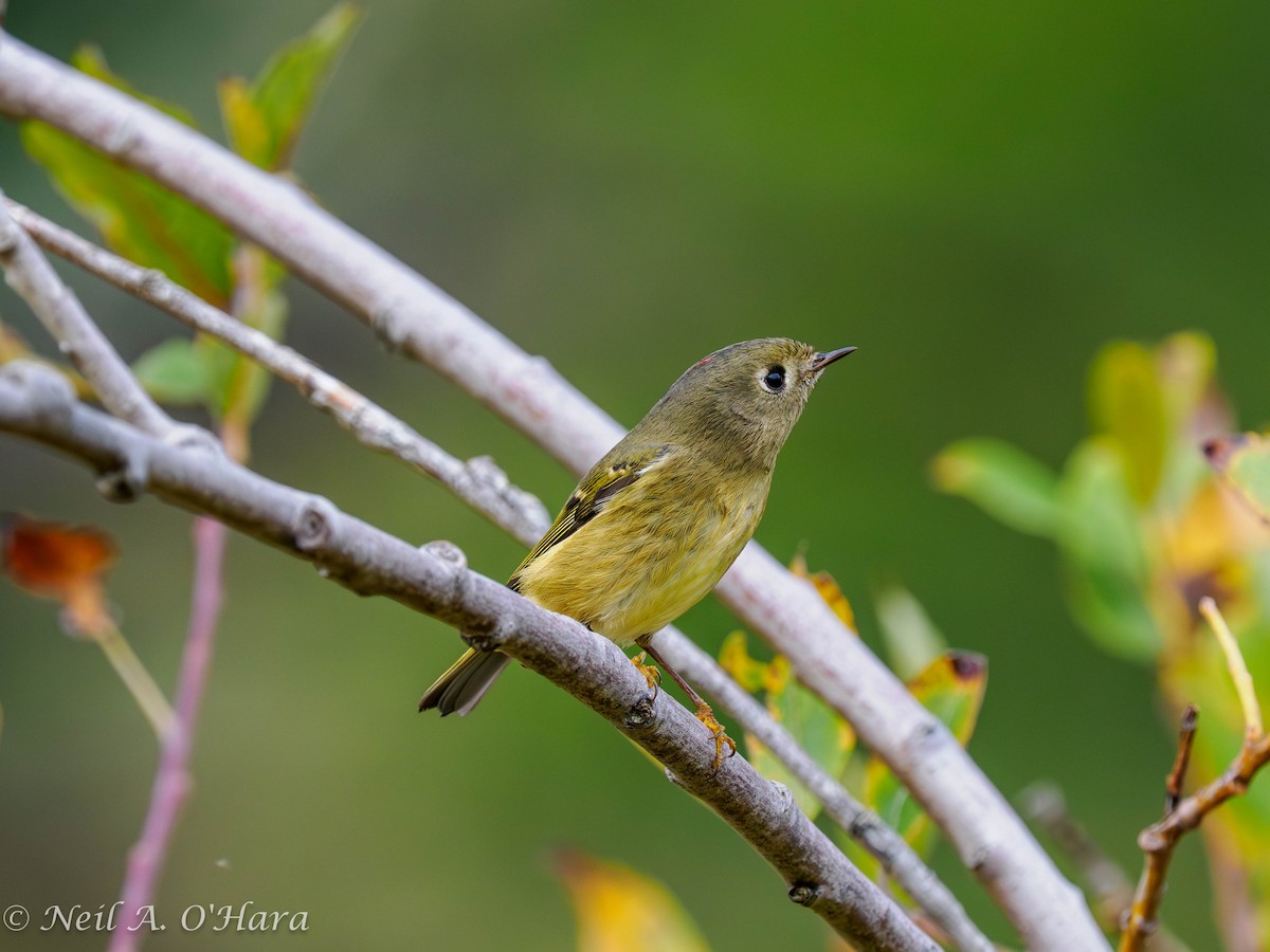 rubinfuglekonge - ML644686486