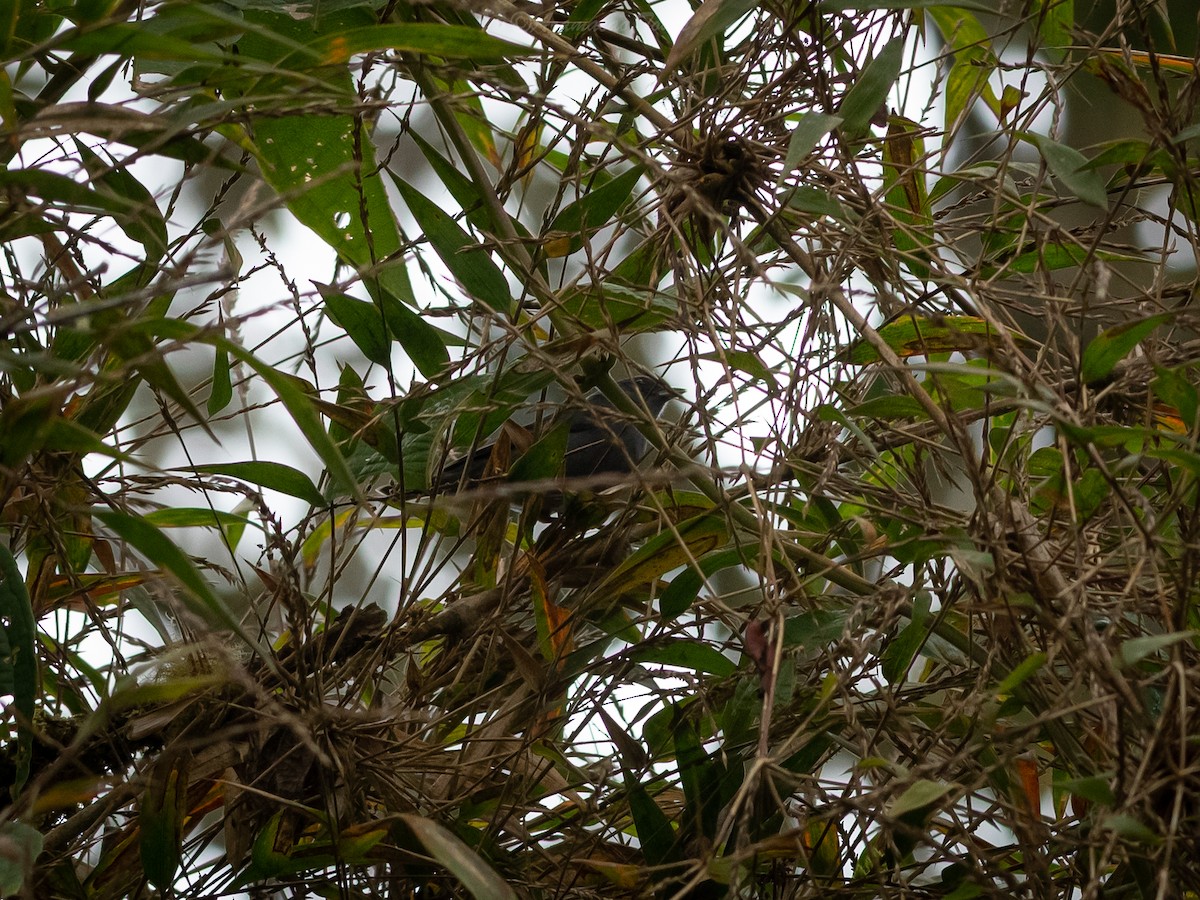 skyggespurv - ML644686488