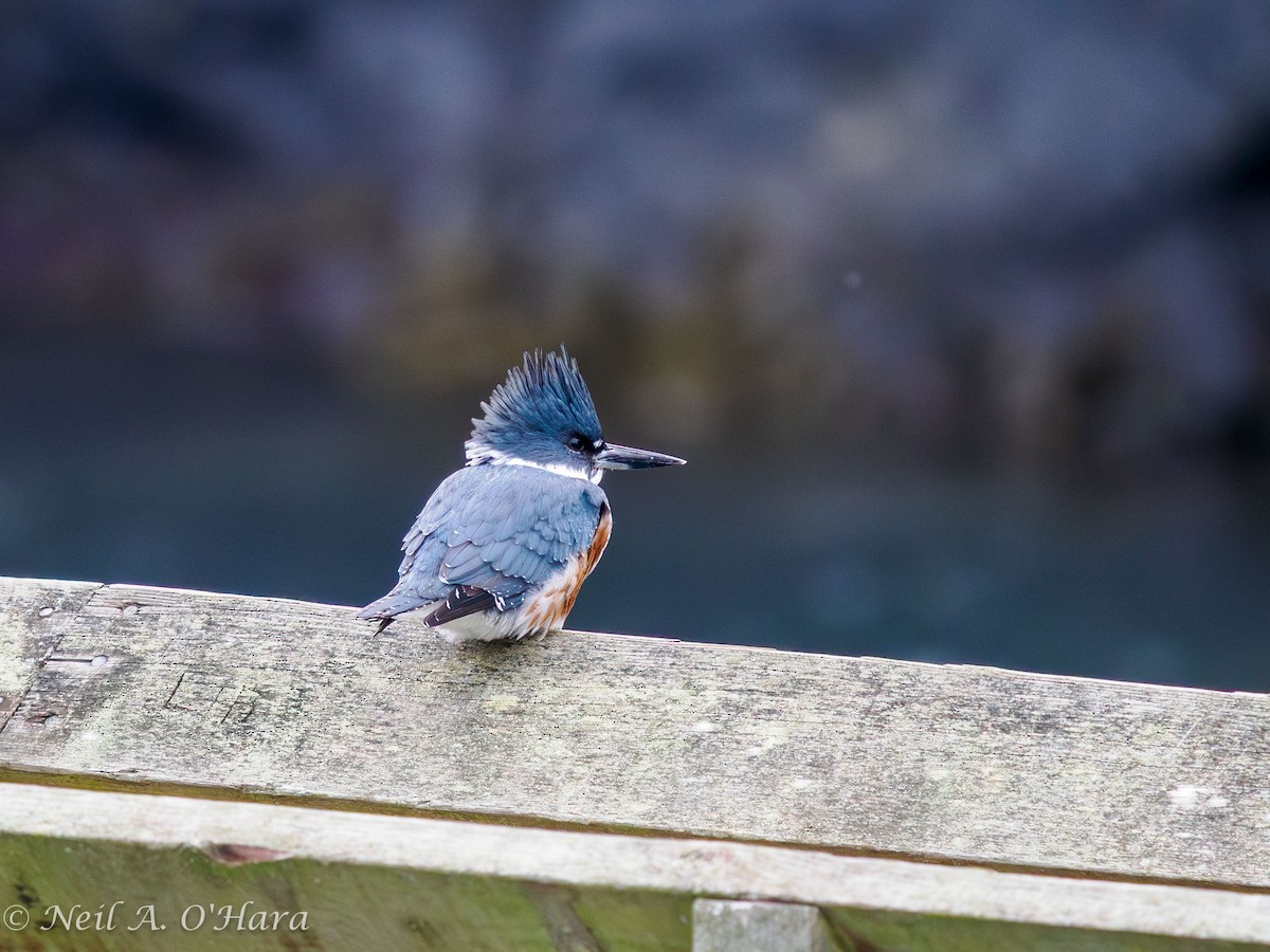 belteisfugl - ML644686489