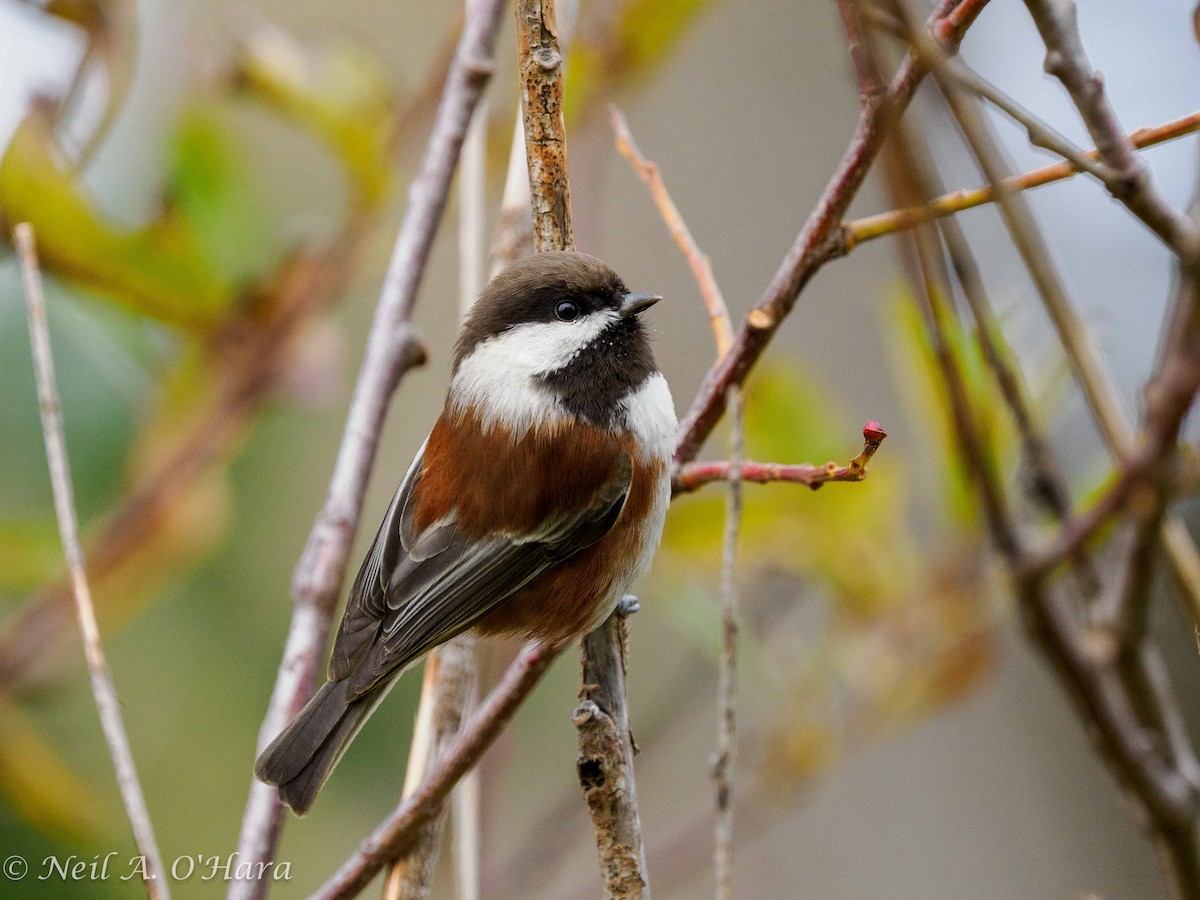 kastanjemeis - ML644686491