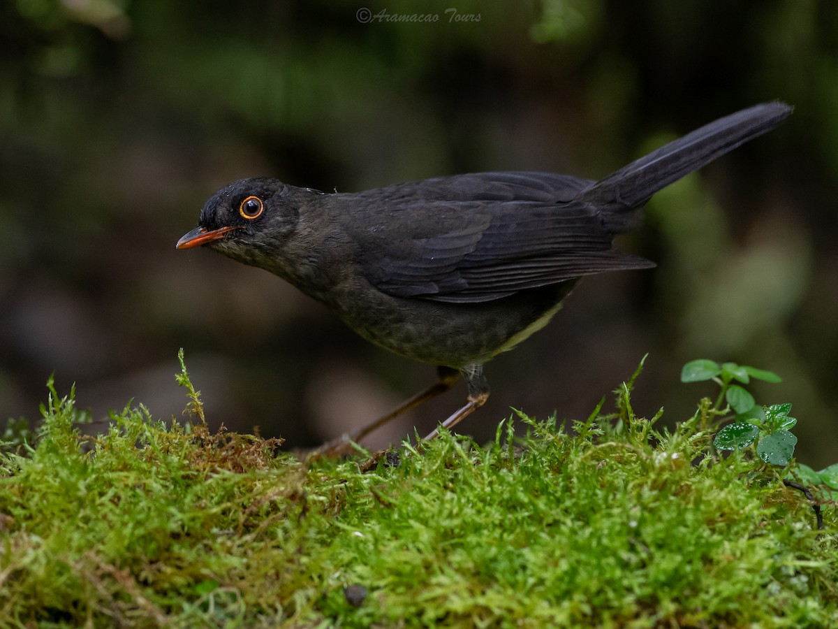 Slaty-backed Nightingale-Thrush - ML644686503