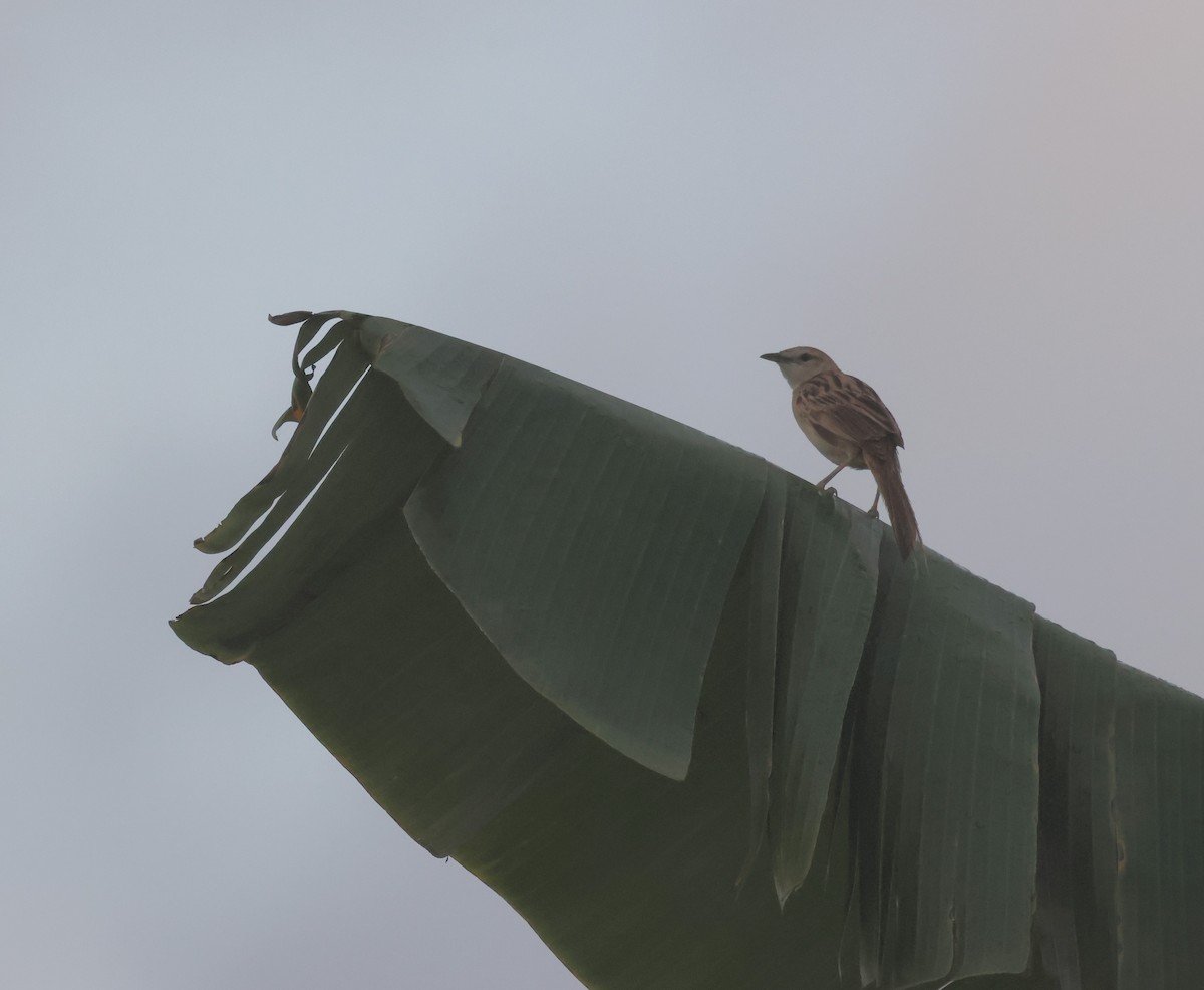 Striated Grassbird - ML644686508