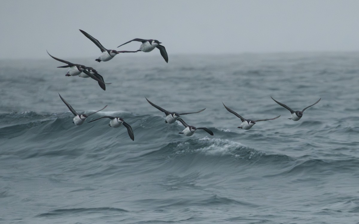 Common Murre - ML644686513