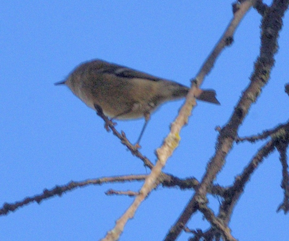 Rubingoldhähnchen - ML644686515