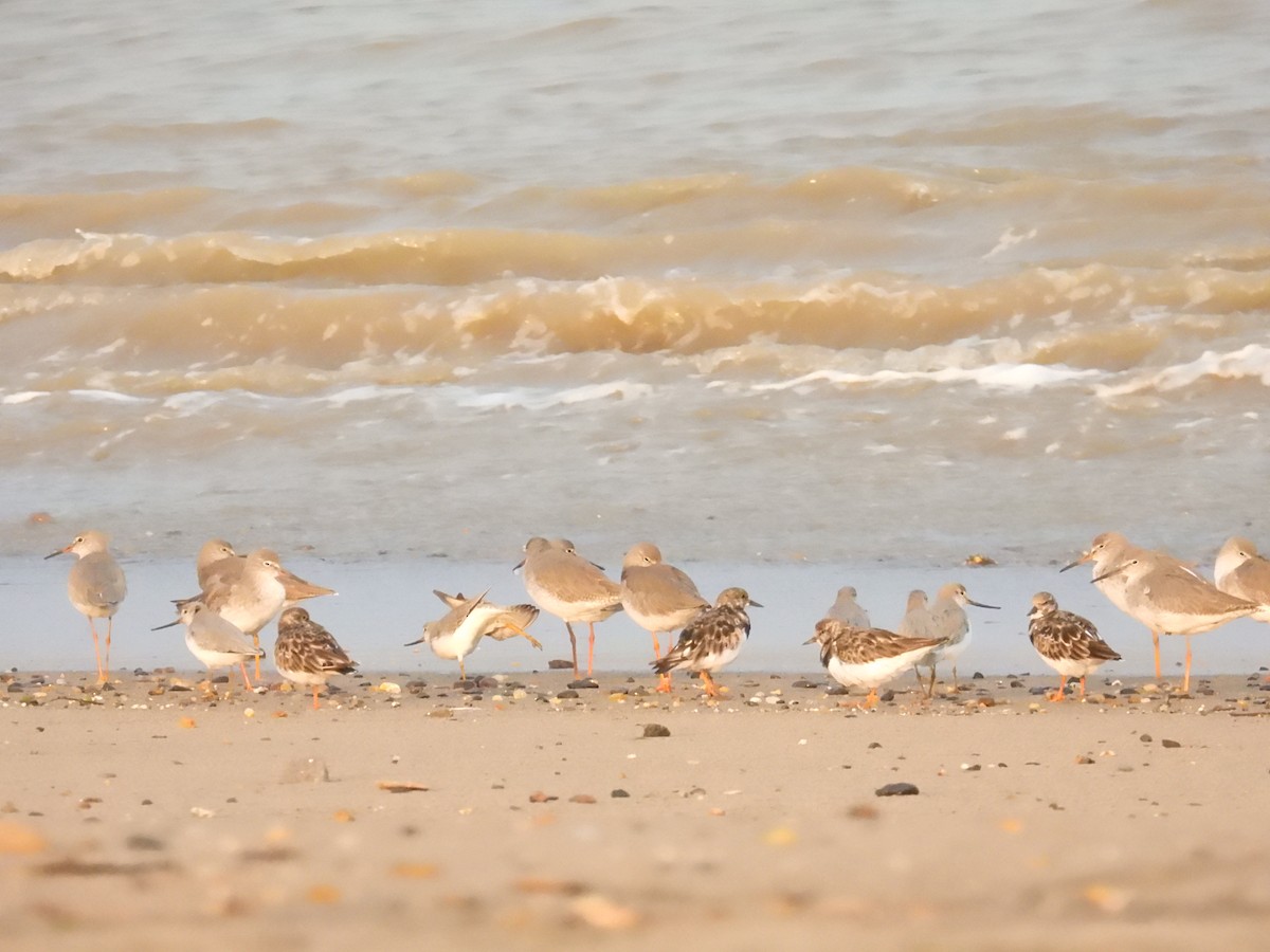 Terek Sandpiper - ML644686519