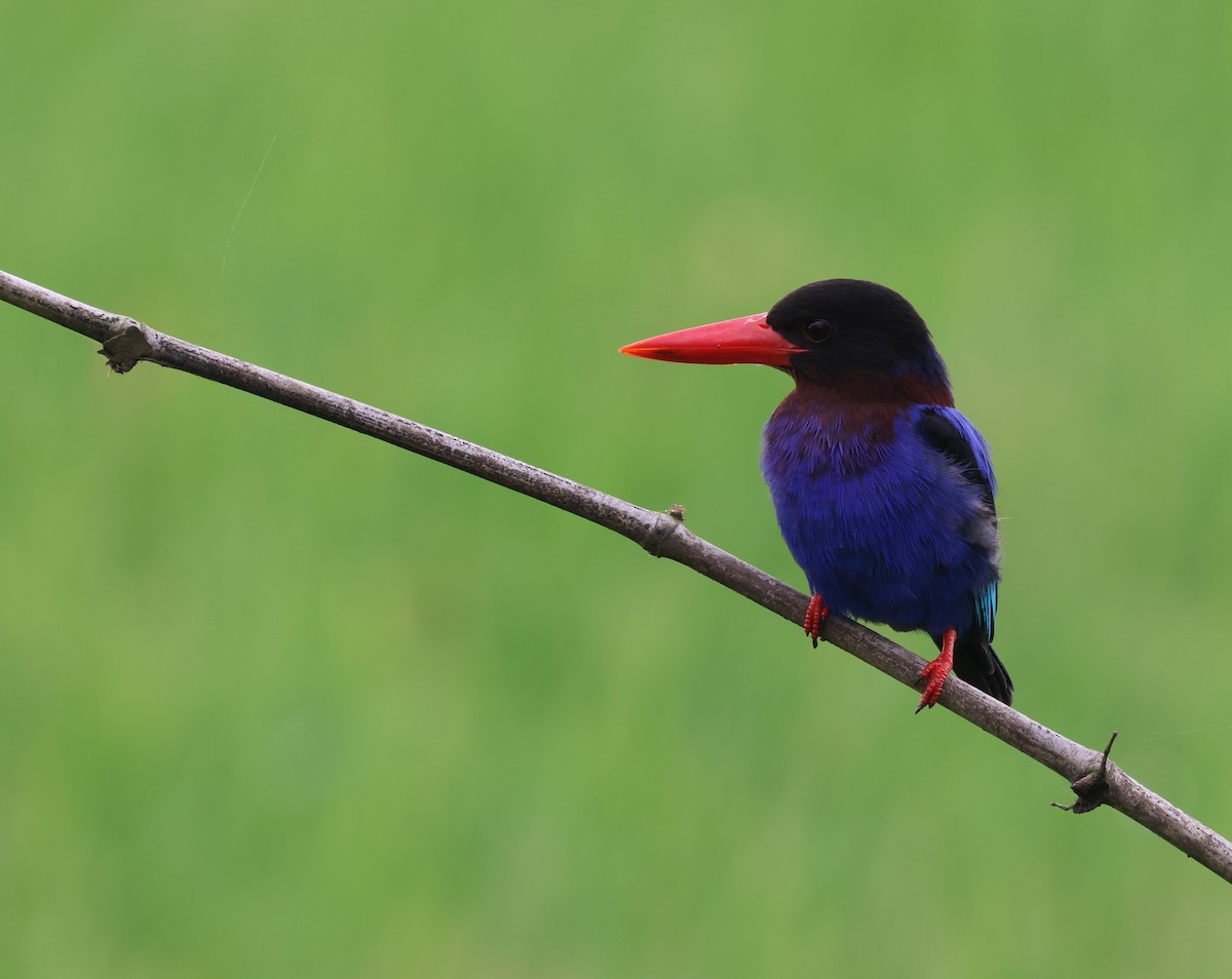 Javan Kingfisher - ML644686520