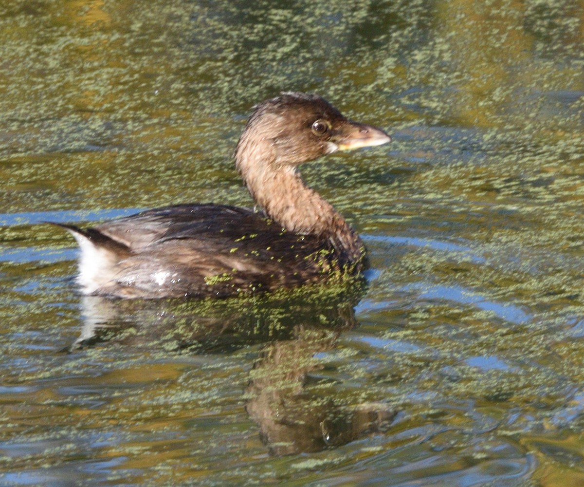Пірникоза рябодзьоба - ML644686521