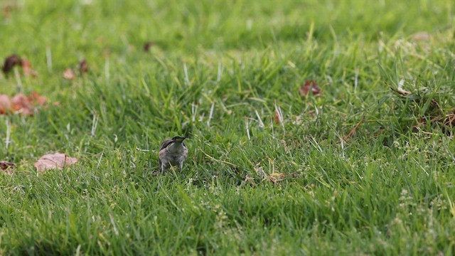 Reinita Coronada (de Audubon) - ML644686523