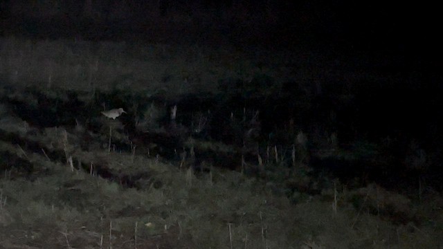 Eurasian Woodcock - ML644686526