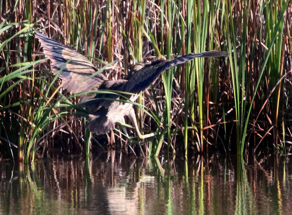 Amerika Balabanı - ML644686528