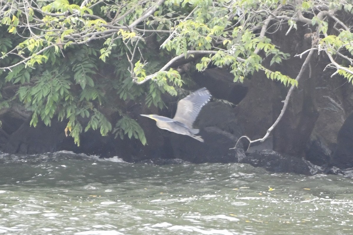 Bare-throated Tiger-Heron - ML644686529