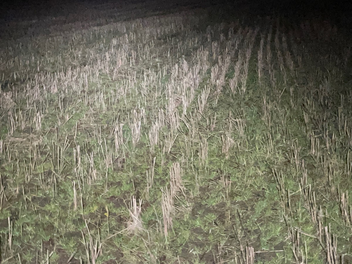 Eurasian Woodcock - ML644686530