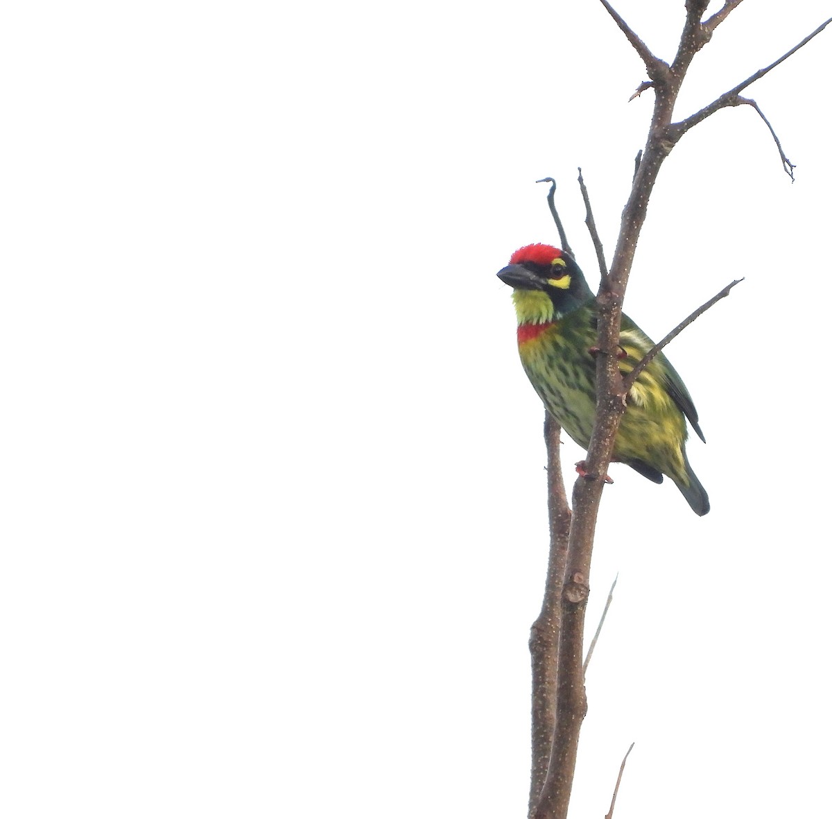 barbet zvučnohlasý - ML644686532