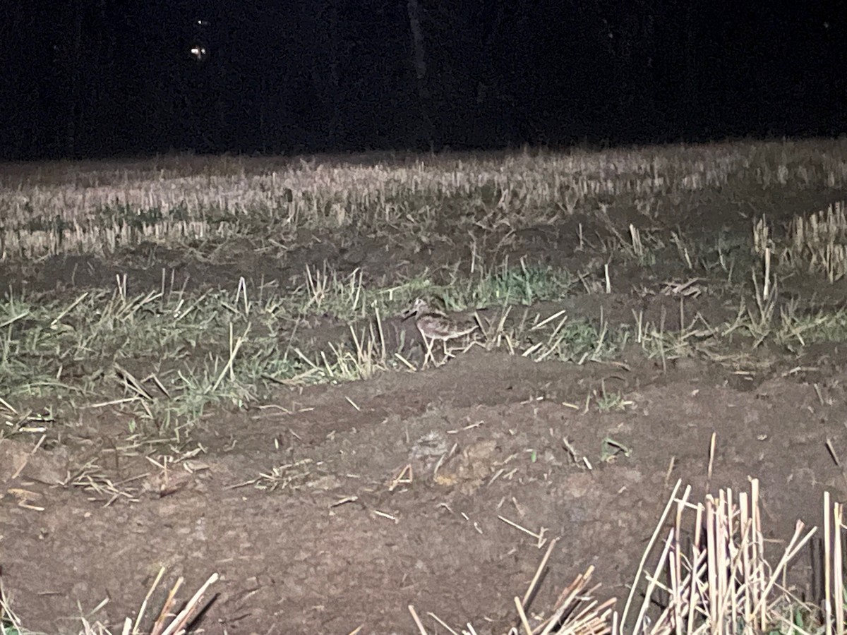 Eurasian Woodcock - ML644686533