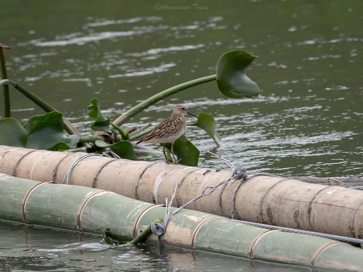 Побережник арктичний - ML644686535
