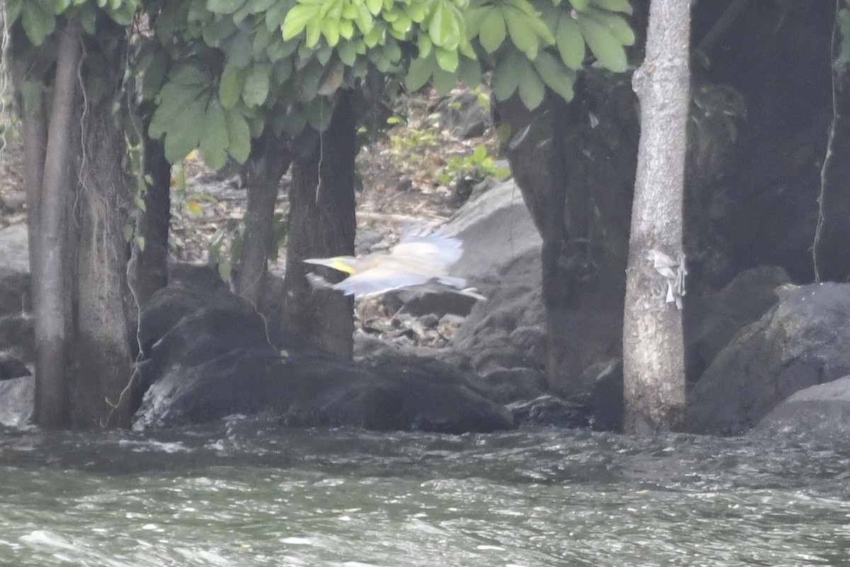 Bare-throated Tiger-Heron - ML644686541
