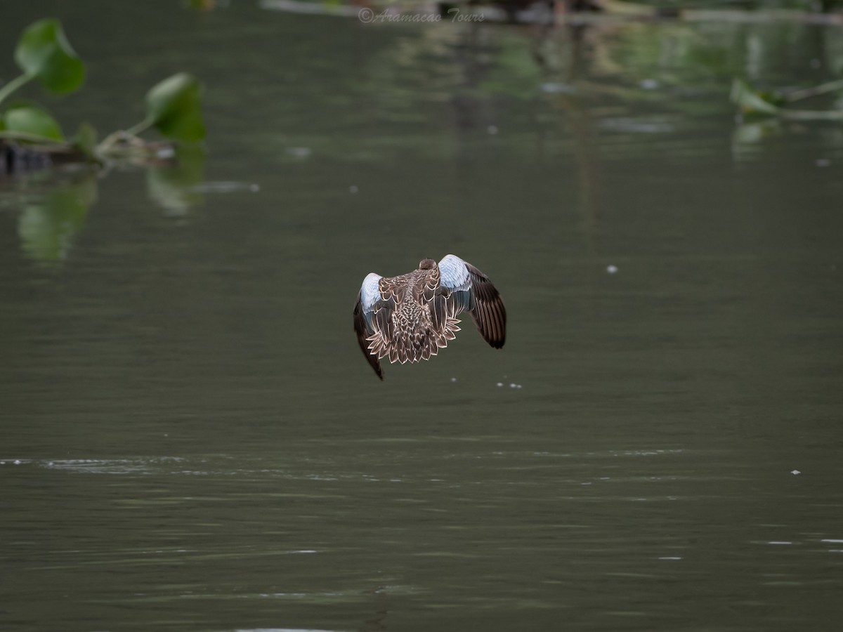 Blue-winged Teal - ML644686542