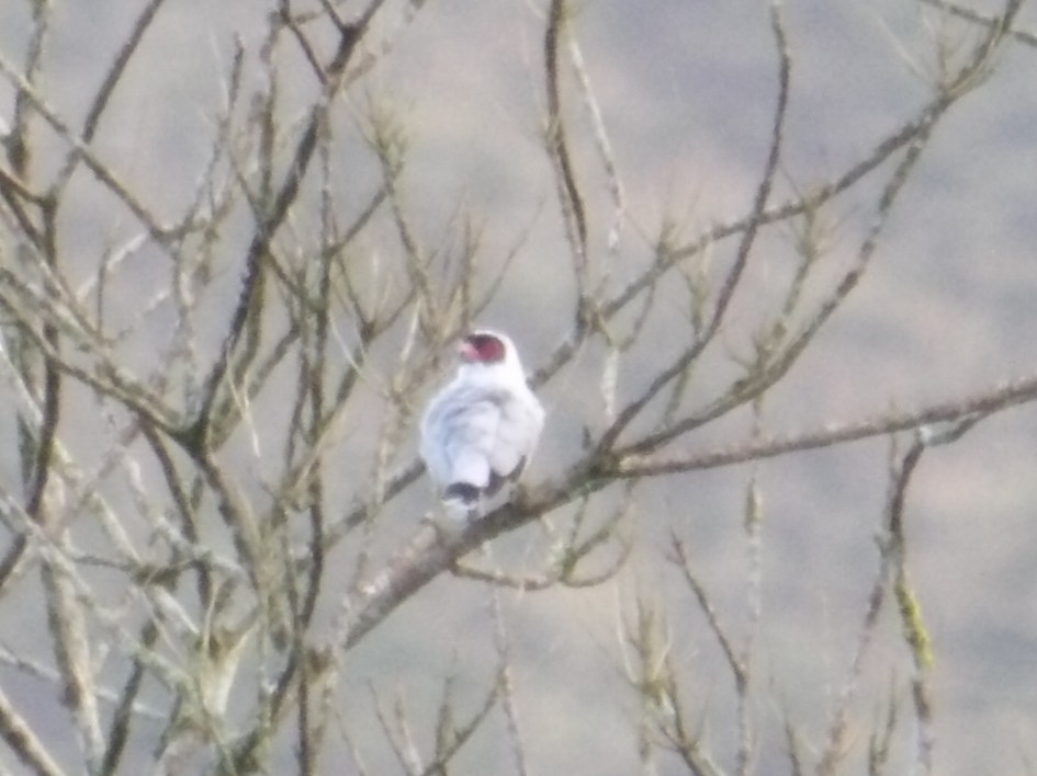 Masked Tityra - ML644686547