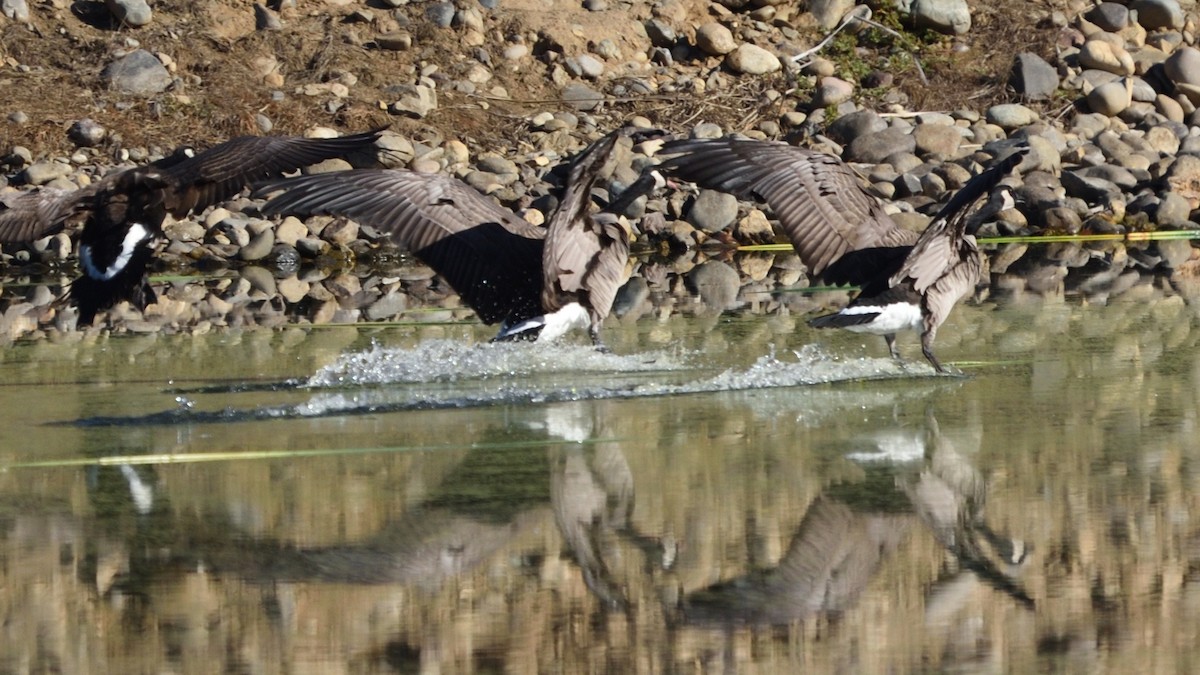 Канад галуу - ML644686549