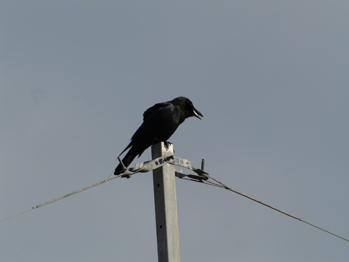 Large-billed Crow - ML644686554