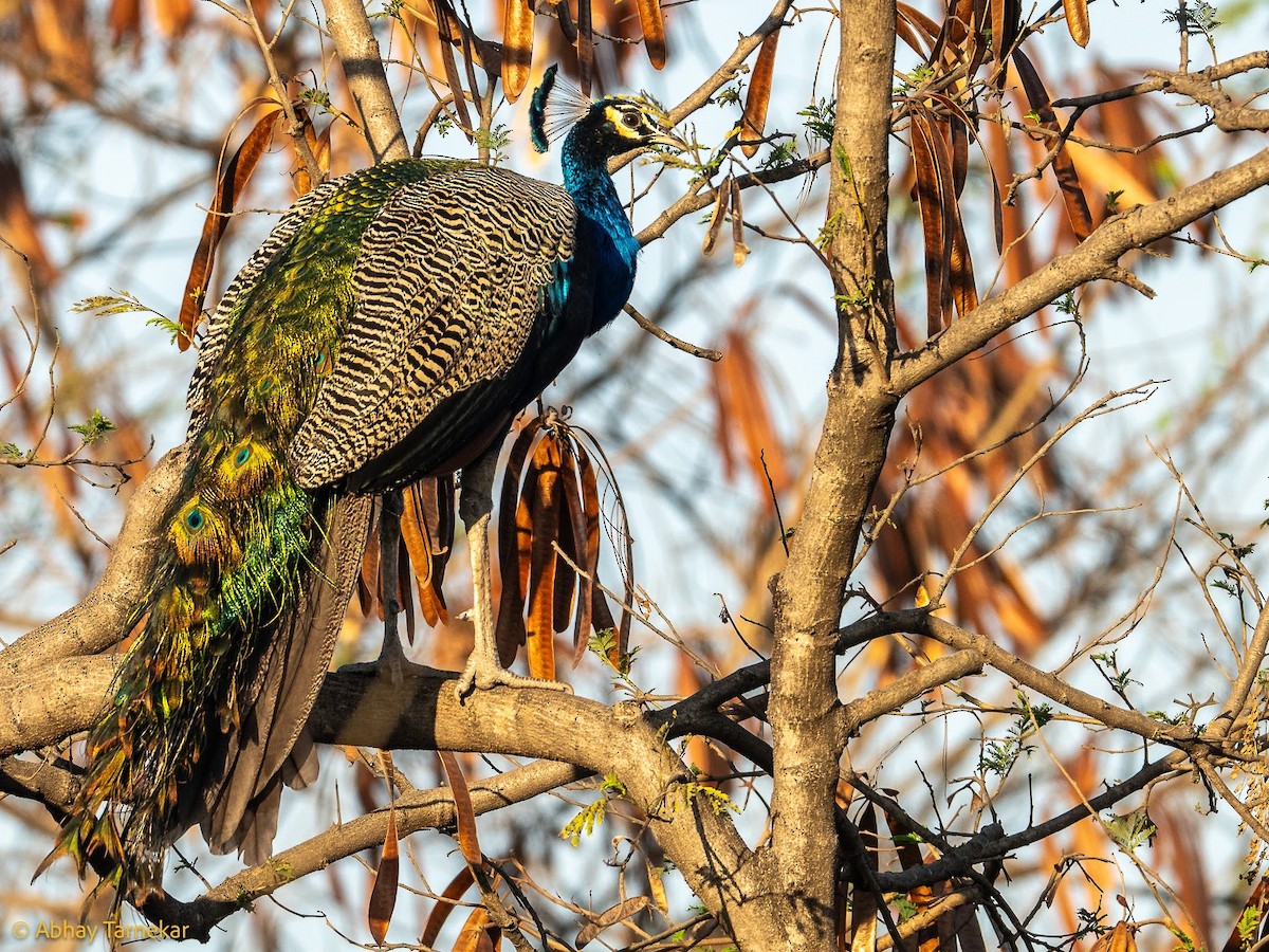 Paon bleu - ML644686556