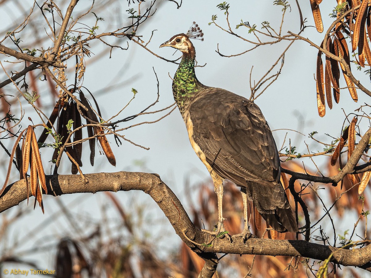 Paon bleu - ML644686558