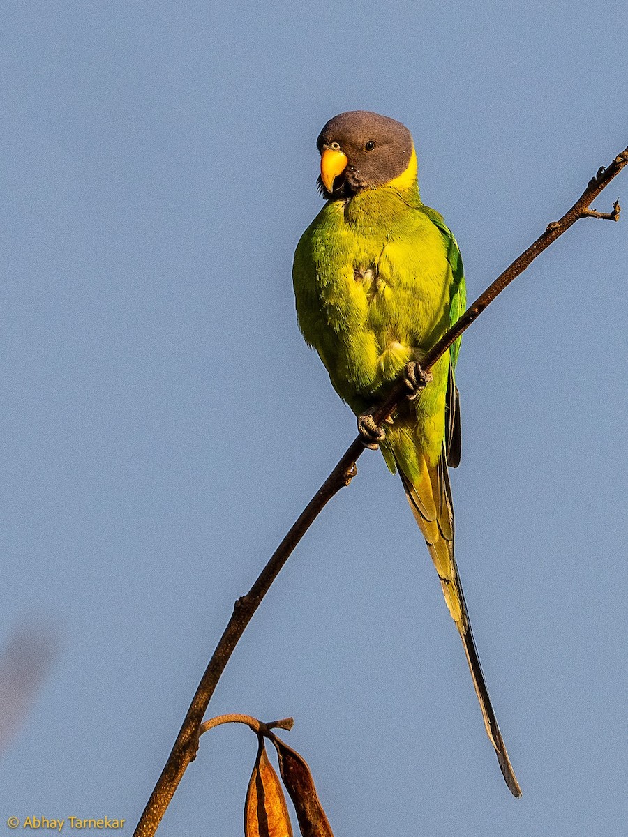 Perruche à tête prune - ML644686559