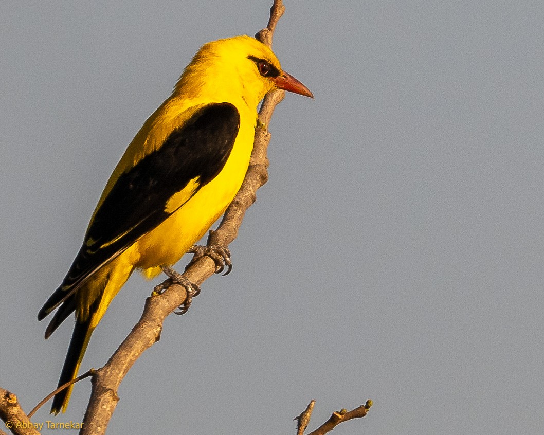 Loriot indien - ML644686561