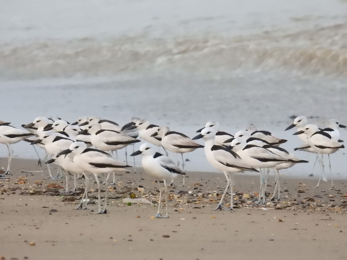 krabbeeter - ML644686566