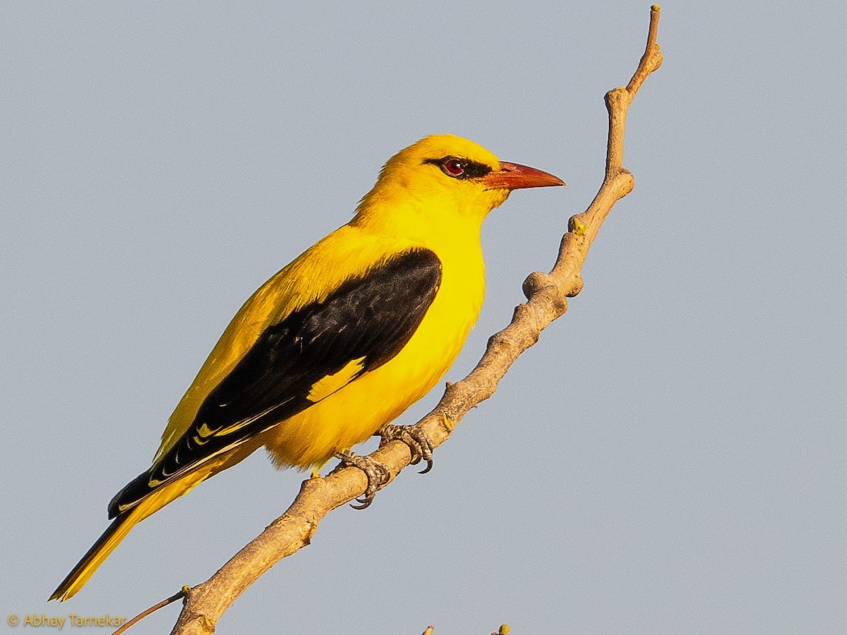 Loriot indien - ML644686567