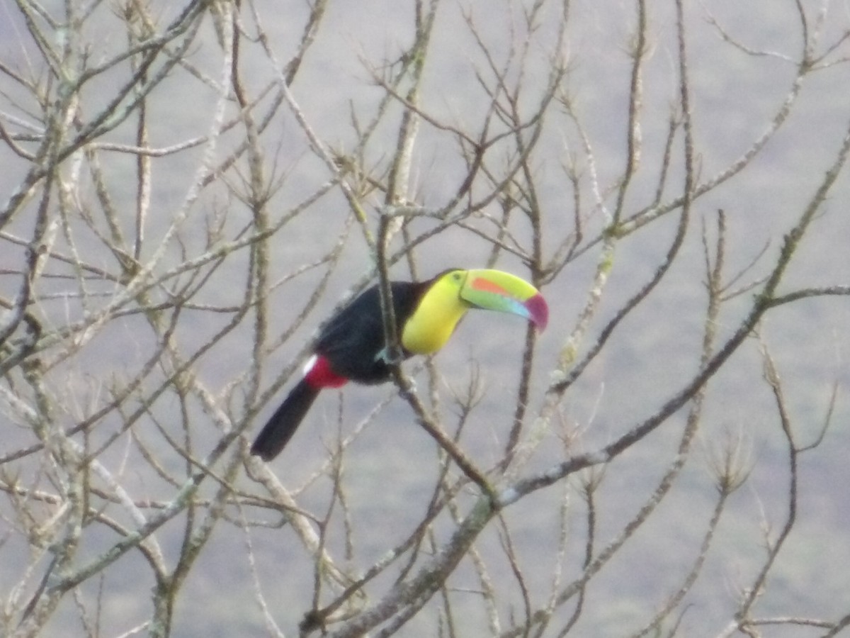 Keel-billed Toucan - ML644686568
