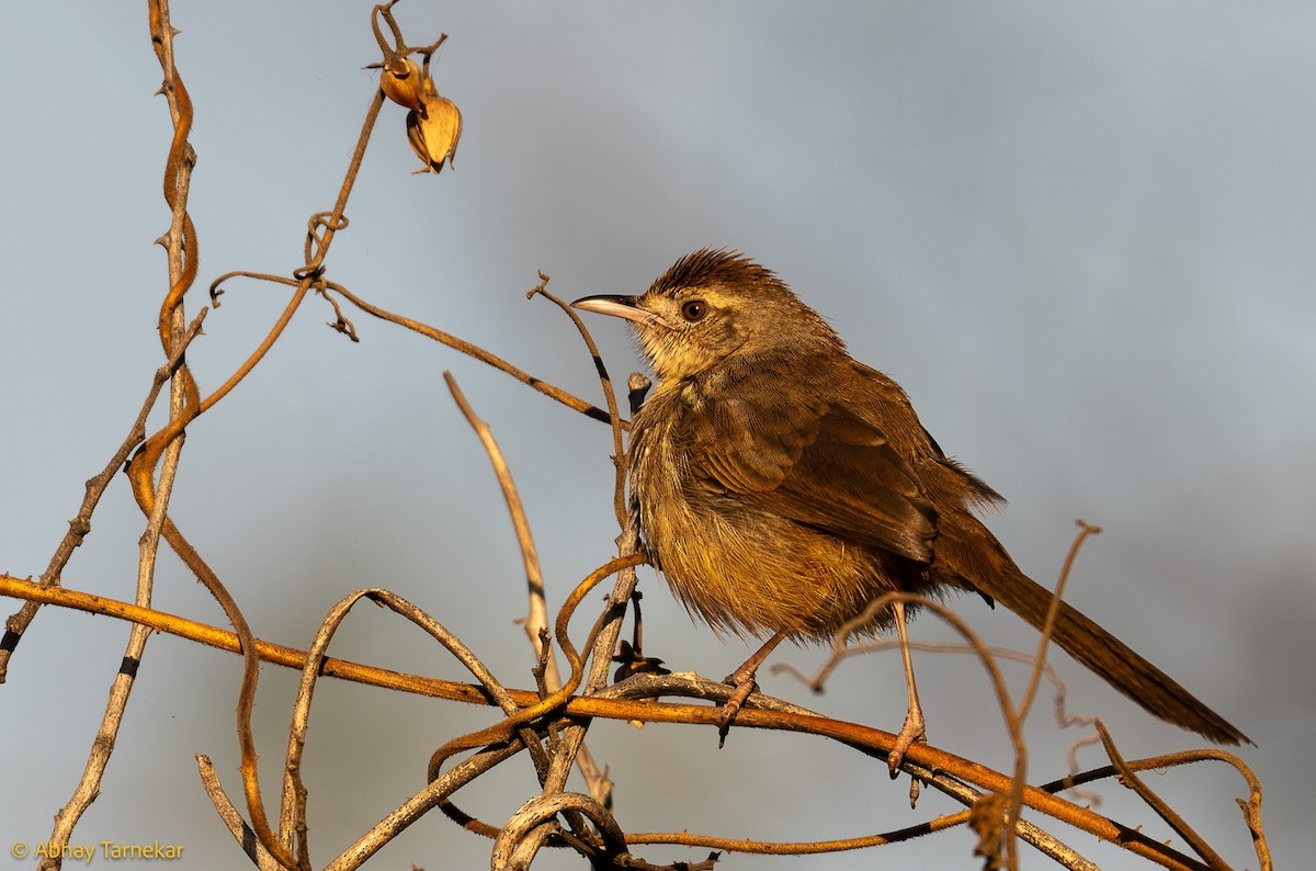 Prinia forestière - ML644686571