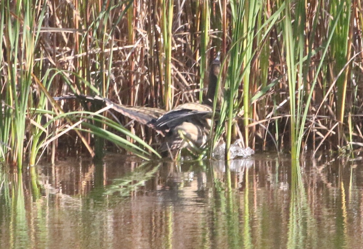 Amerika Balabanı - ML644686572