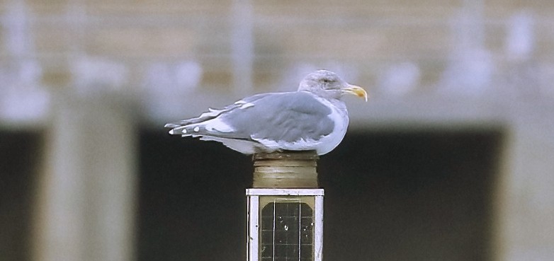 tanımsız Larinae sp. - ML644686576