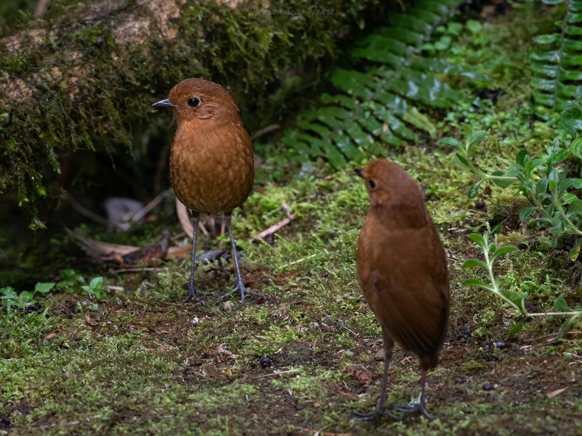 Equatorial Antpitta - ML644686583