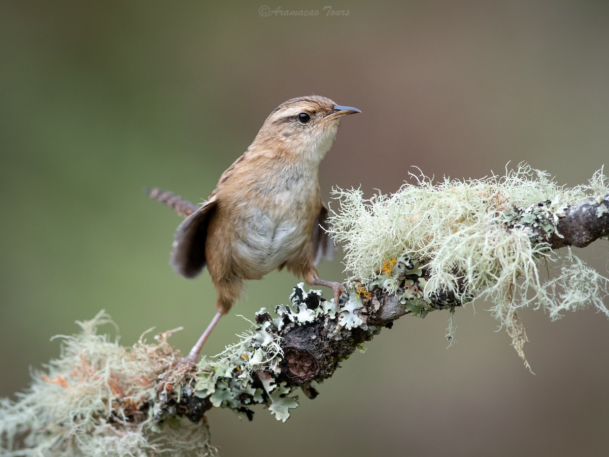 Pampazaunkönig - ML644686590