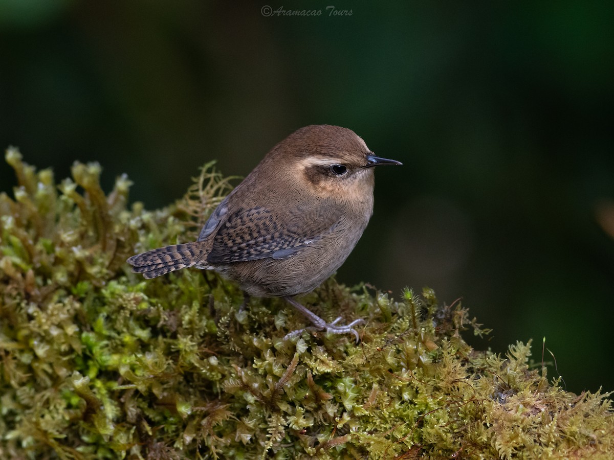 Mountain Wren - ML644686592