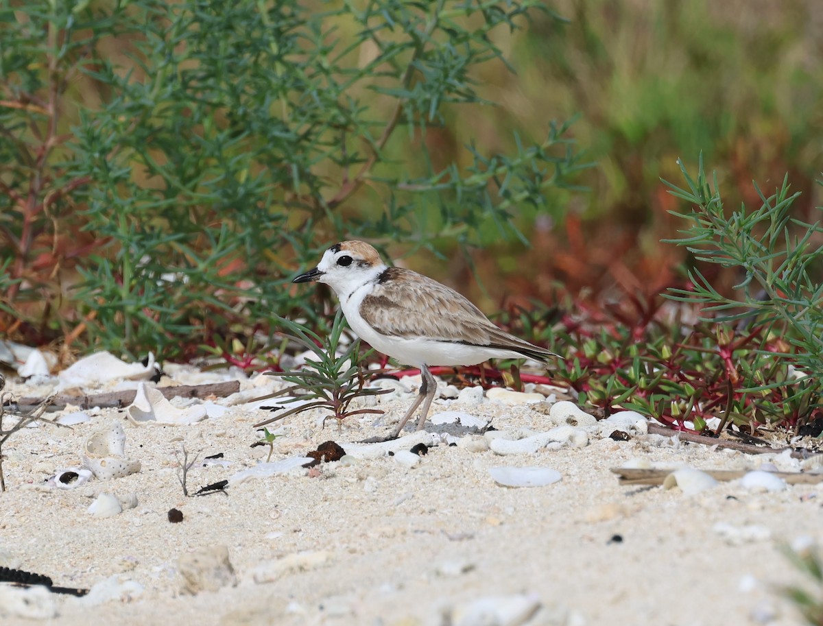 Malaysian Plover - ML644686599