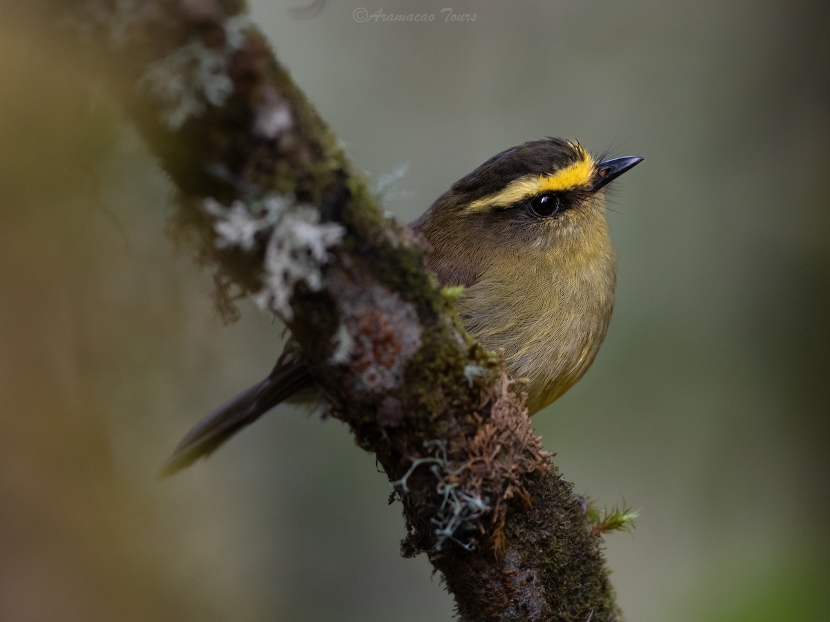 Yellow-bellied Chat-Tyrant - ML644686603