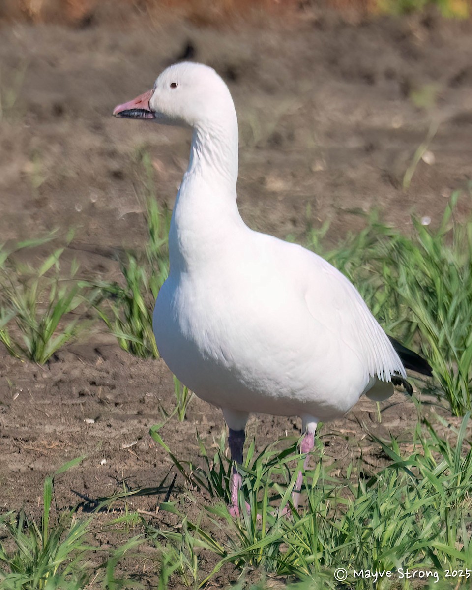 husa sněžní - ML644686604