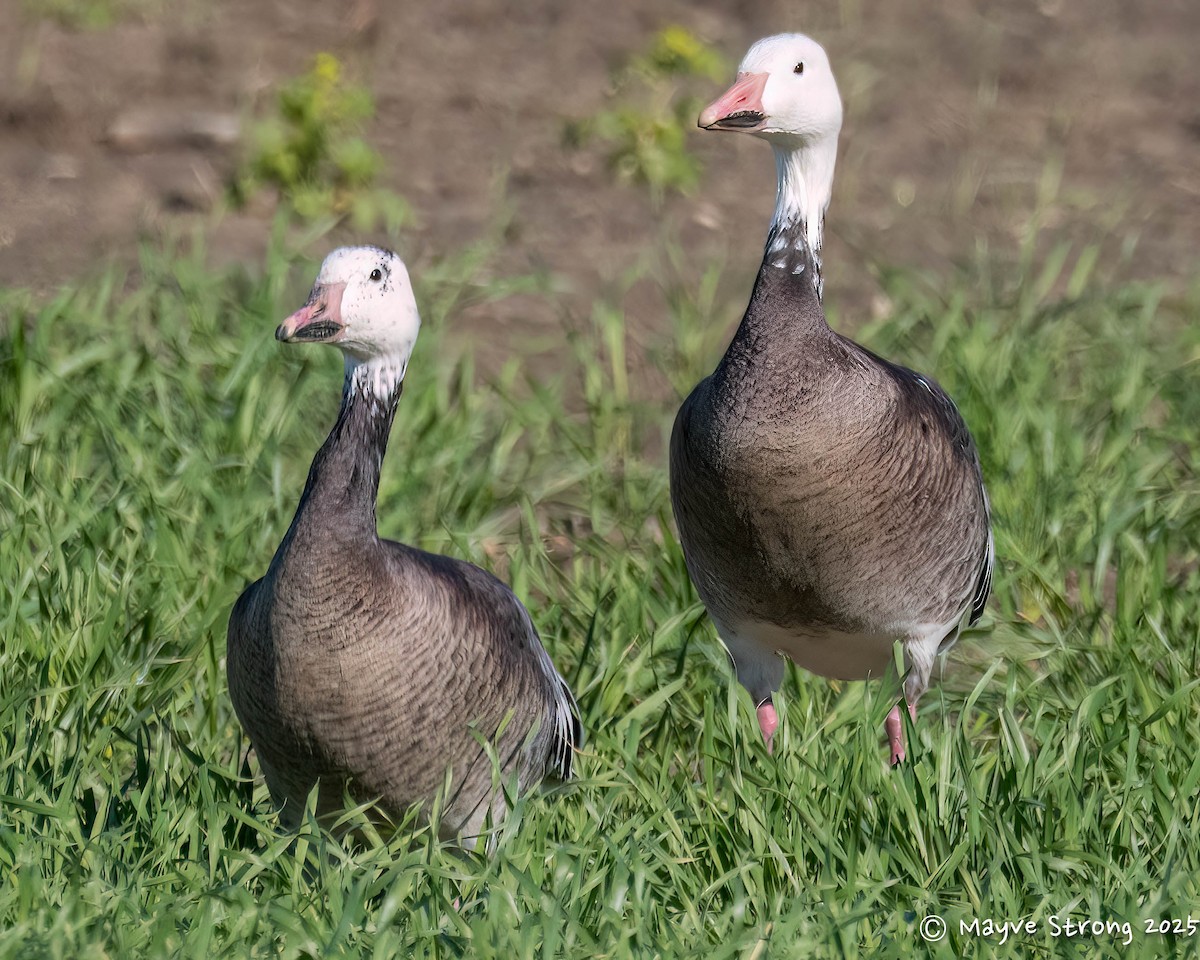 husa sněžní - ML644686605