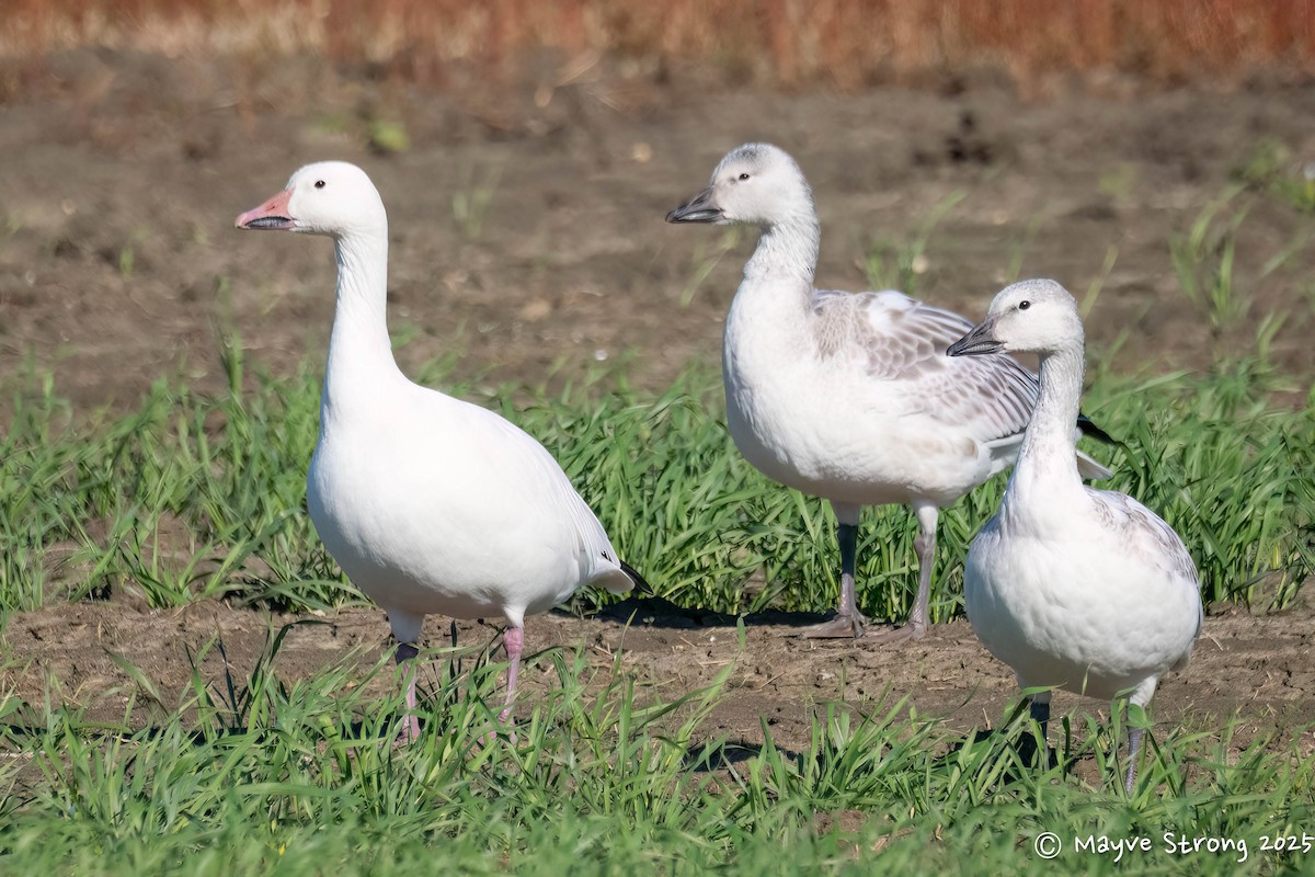 husa sněžní - ML644686606