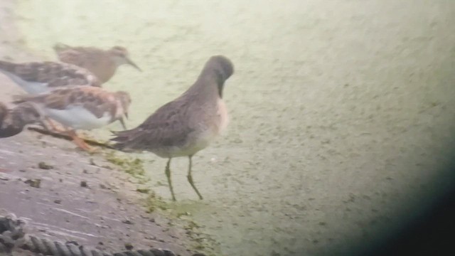 Tundraschlammläufer - ML644686611