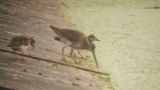 Bécassin à long bec - ML644686613