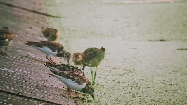 Tundraschlammläufer - ML644686615