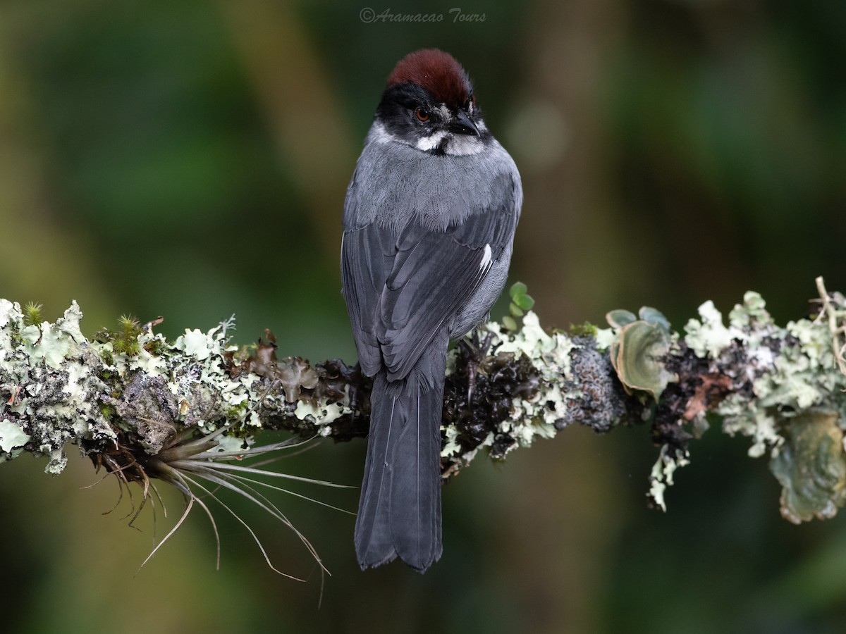 Northern Slaty Brushfinch - ML644686618