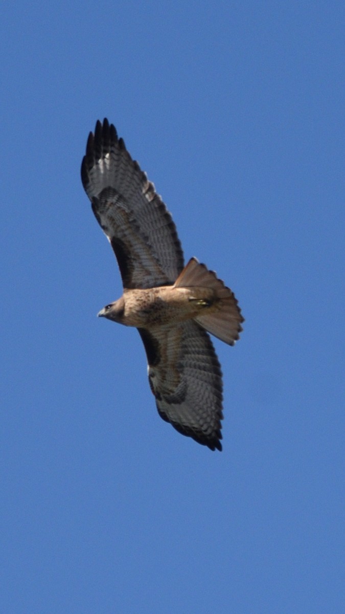 Red-tailed Hawk - ML644686624